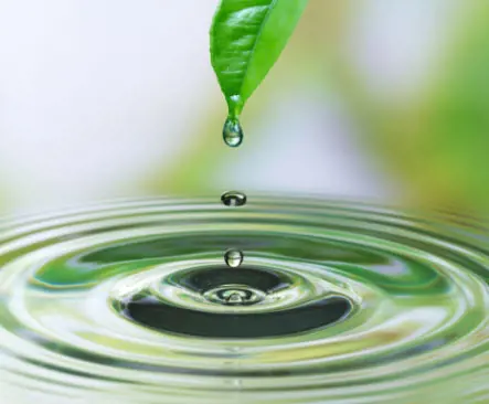 Water dripping off the tip of a leaf